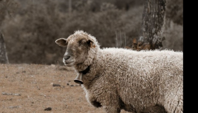 Wool prices shot up 